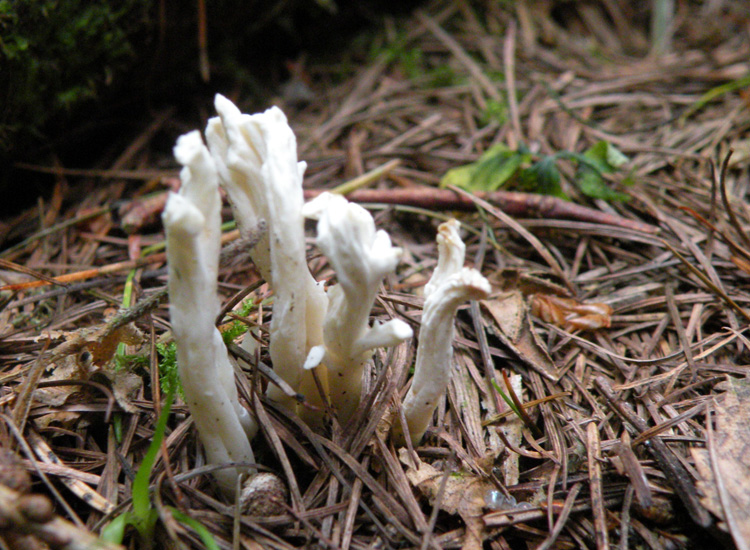 Clavulina coralloides?